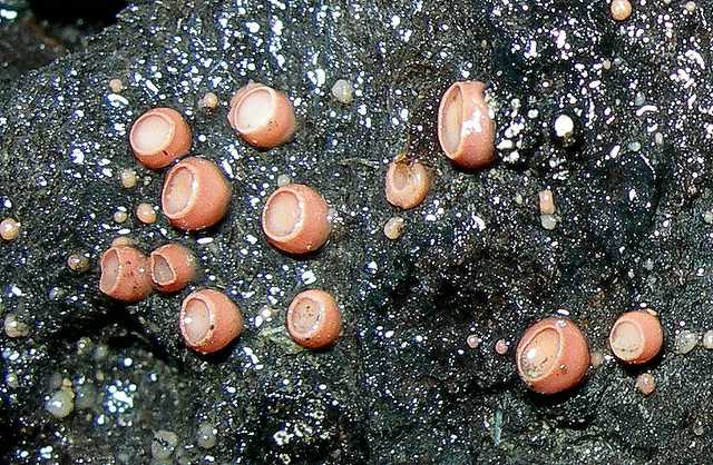La valle dei funghi sconosciuti
